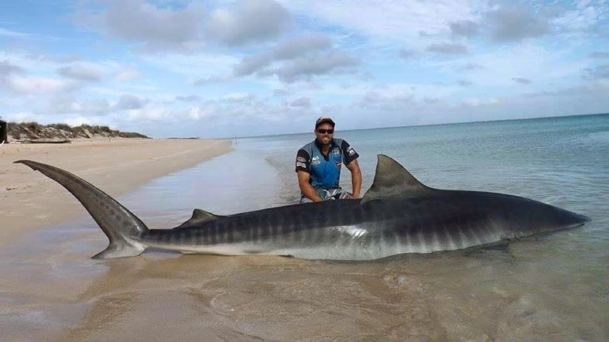 Copper shark caught in beach seine net; Fisherman is trying