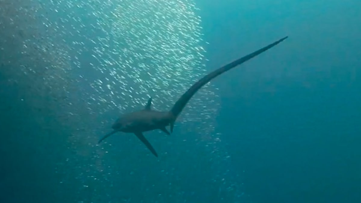 Rare footage reveals that thresher sharks hunt by slapping fish with  whip-like tails - Men's Journal