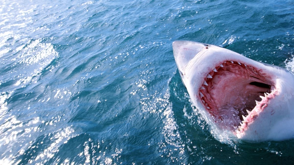 Video: Great White Shark Attacks Juvenile Seal Off Cape Cod