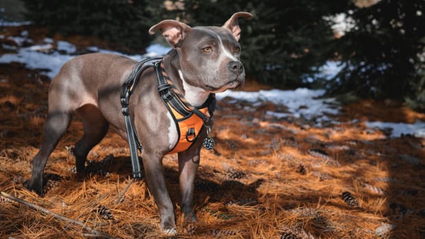 Coolest dog gear clearance