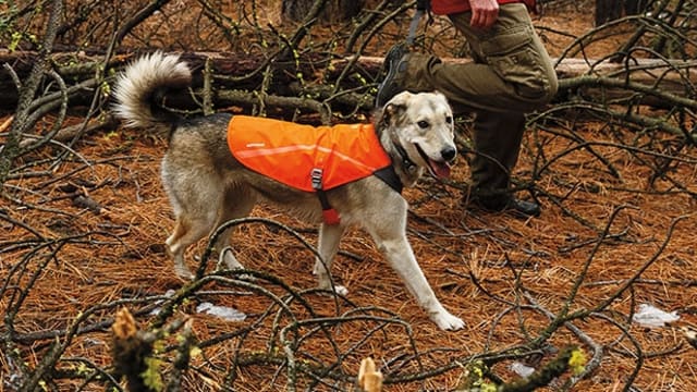The 10 Most Active and Adventurous Dog Breeds Men s Journal