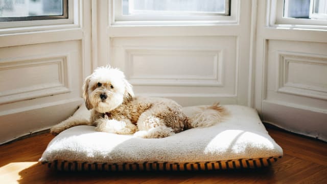 How to wash dog bed with urine top