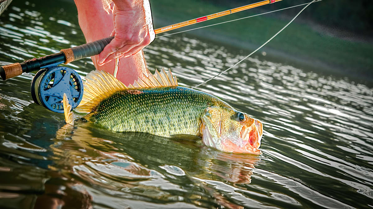 Fly fishing for bass sale