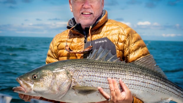 Ma fish sales hunt