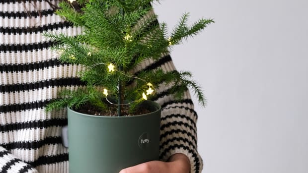 Small potted christmas shop tree