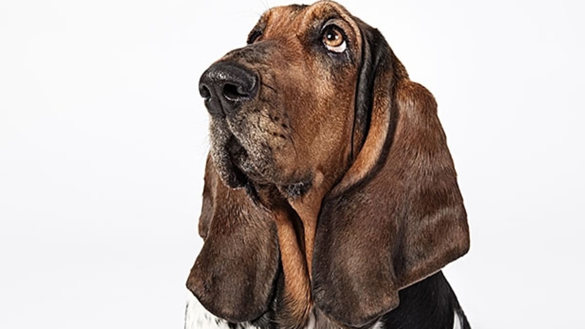 What do groomers use to make dogs smell so good on sale