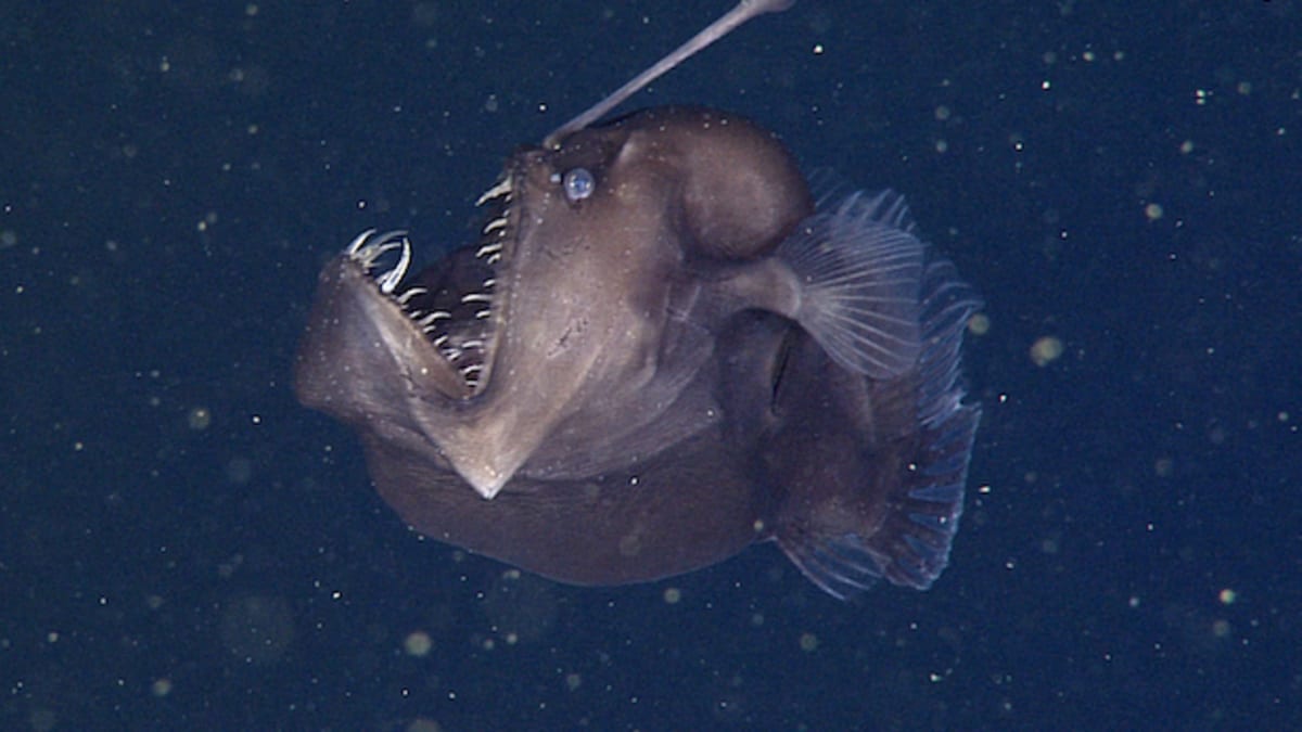 Angler fish shop