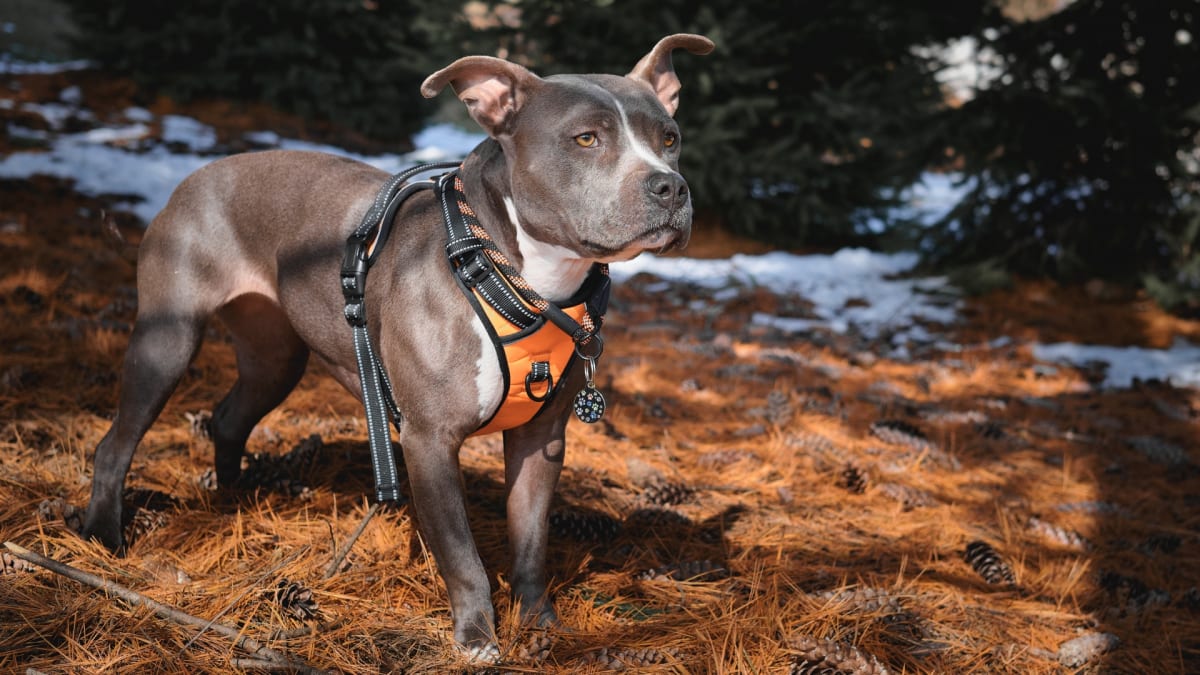 Best dog harnesses for on sale hiking