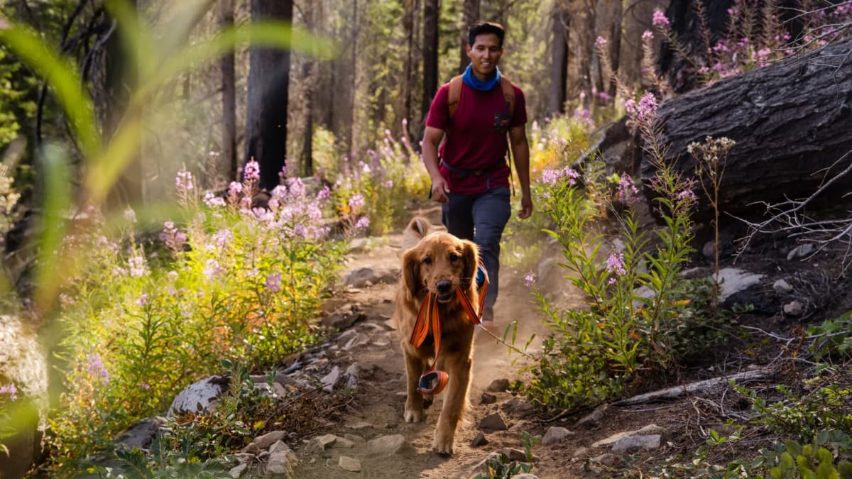 Best leashes for hiking clearance
