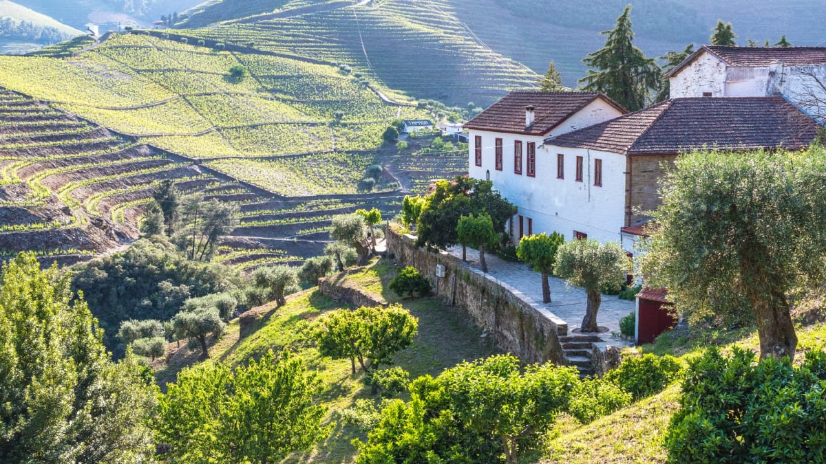 Portugal vineyards sales