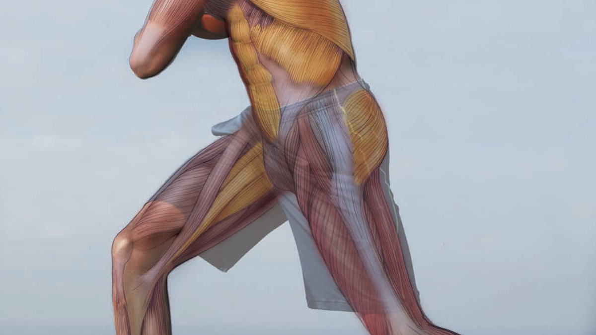 Muscles that make shop up the core