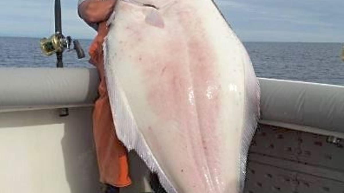 Giant halibut outlet