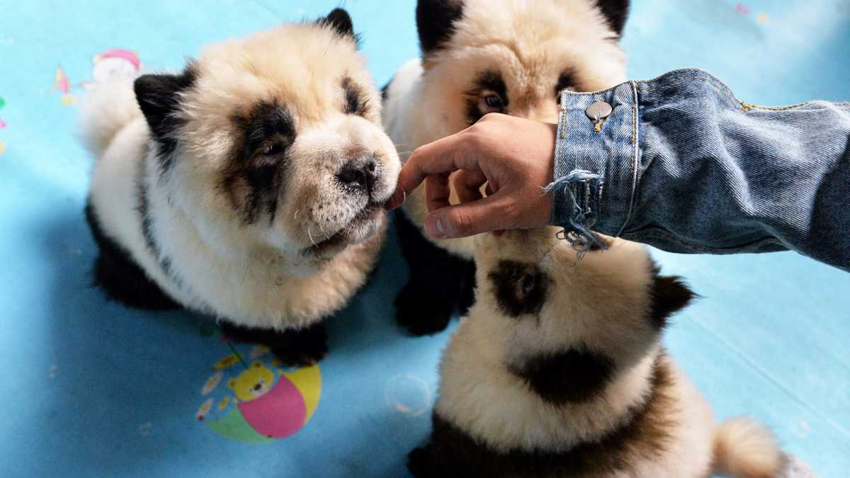 Panda chow chow puppies for sale shop