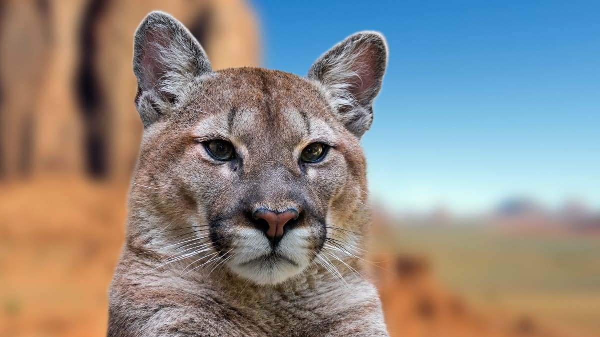 Rare Albino Puma Cub Born Into Captivity at Nicaraguan Zoo Men s Journal