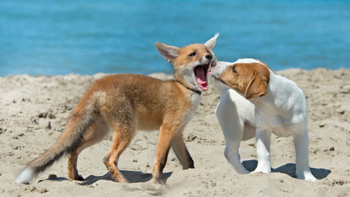 Fox mixed with sales dog