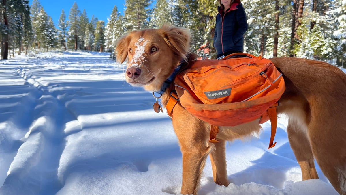 Ruffwear approach hot sale dog pack