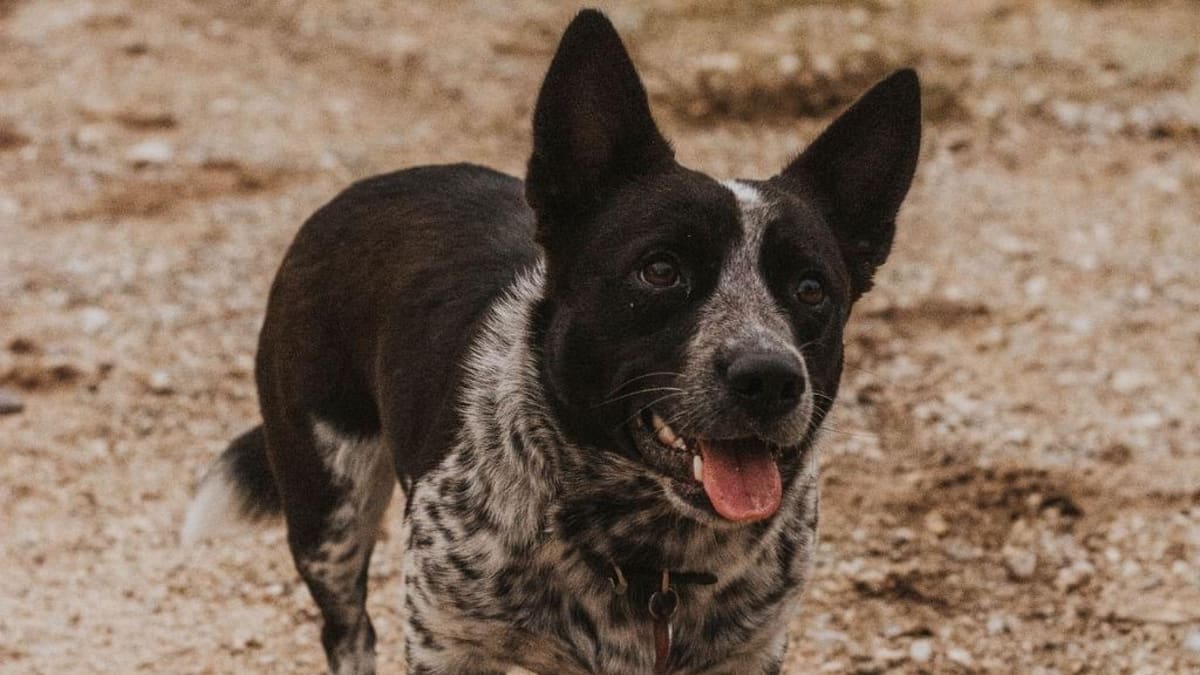 Hanging tree blue heelers top
