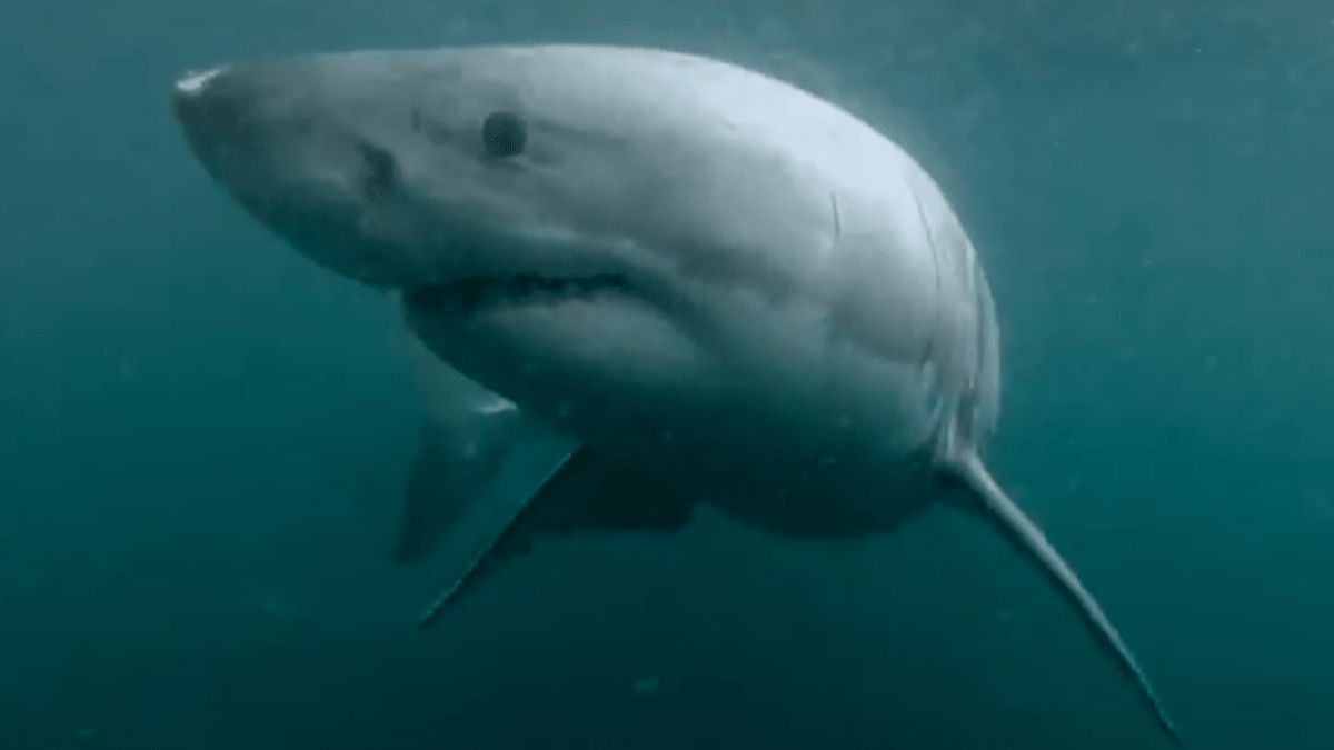 Video The Faster A Shark Swims Spoof Online
