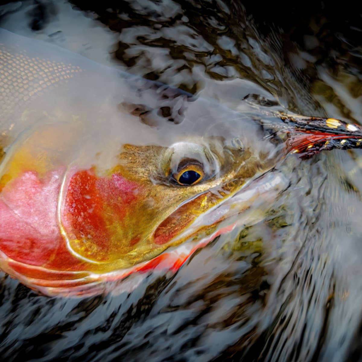 Fly Fishing the Classic Salmon Fly for Trout-This Pattern May Surprise You  - Men's Journal