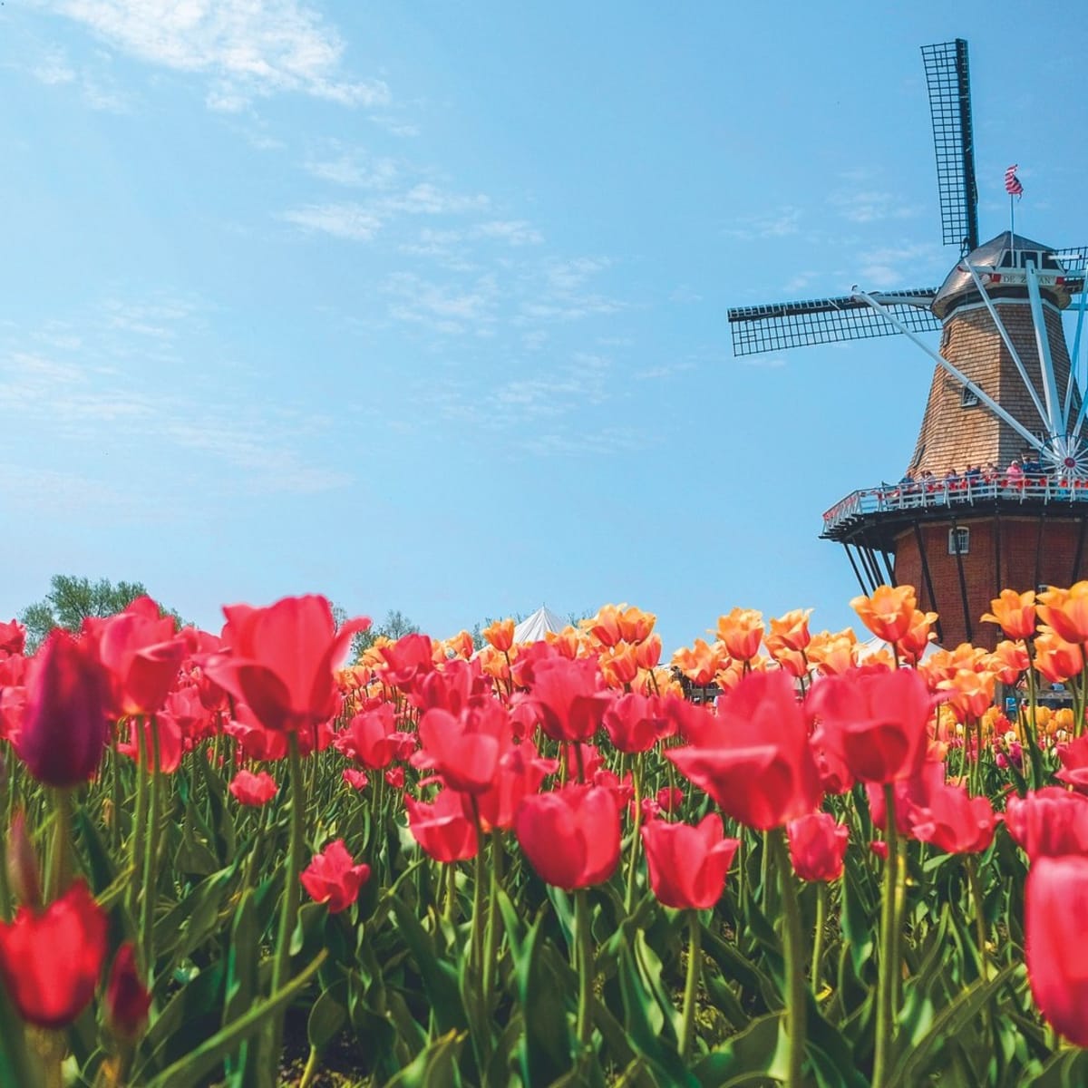 Best Tulip Fields And Festivals America