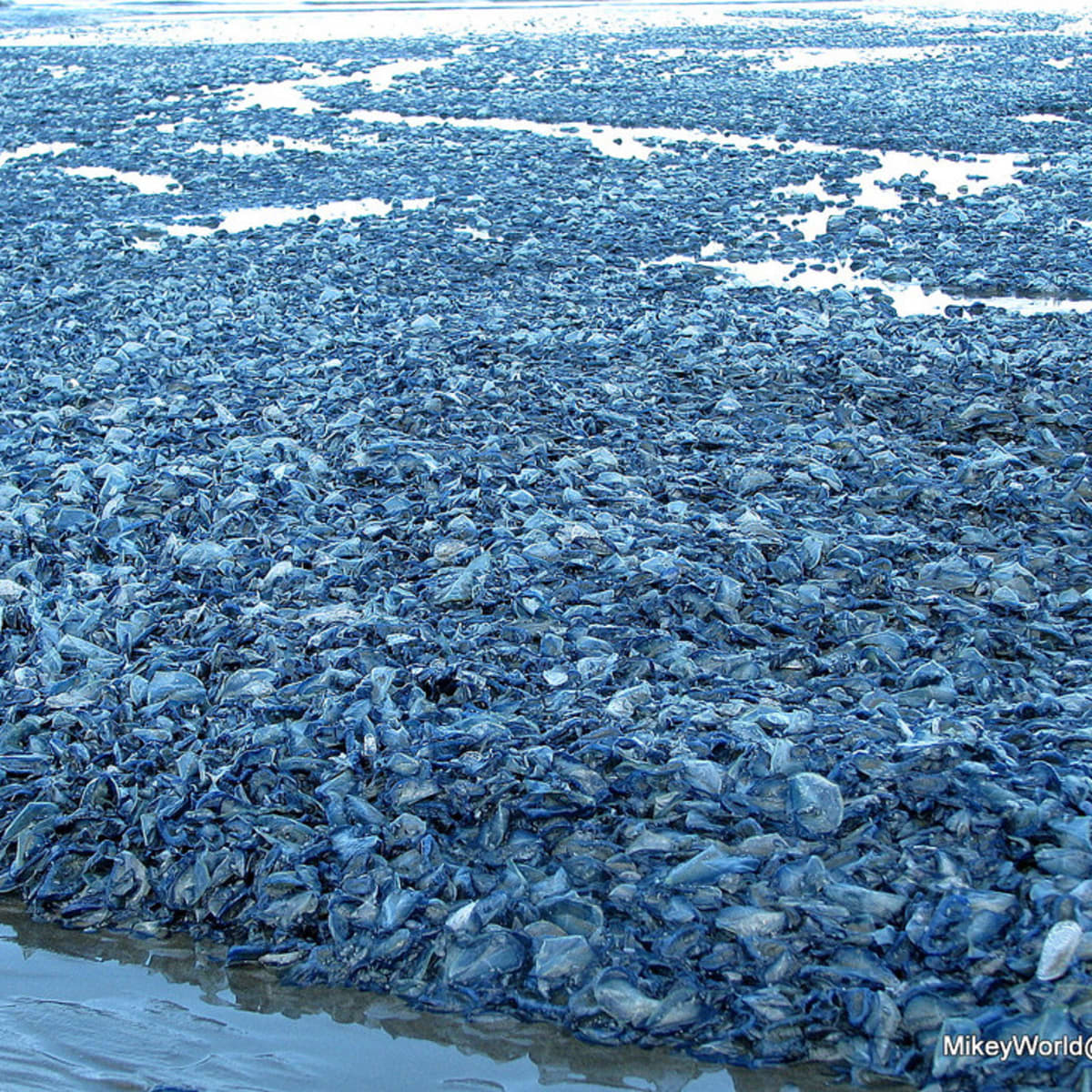 Millions of by-the-wind sailors wash ashore along West Coast - Men's Journal