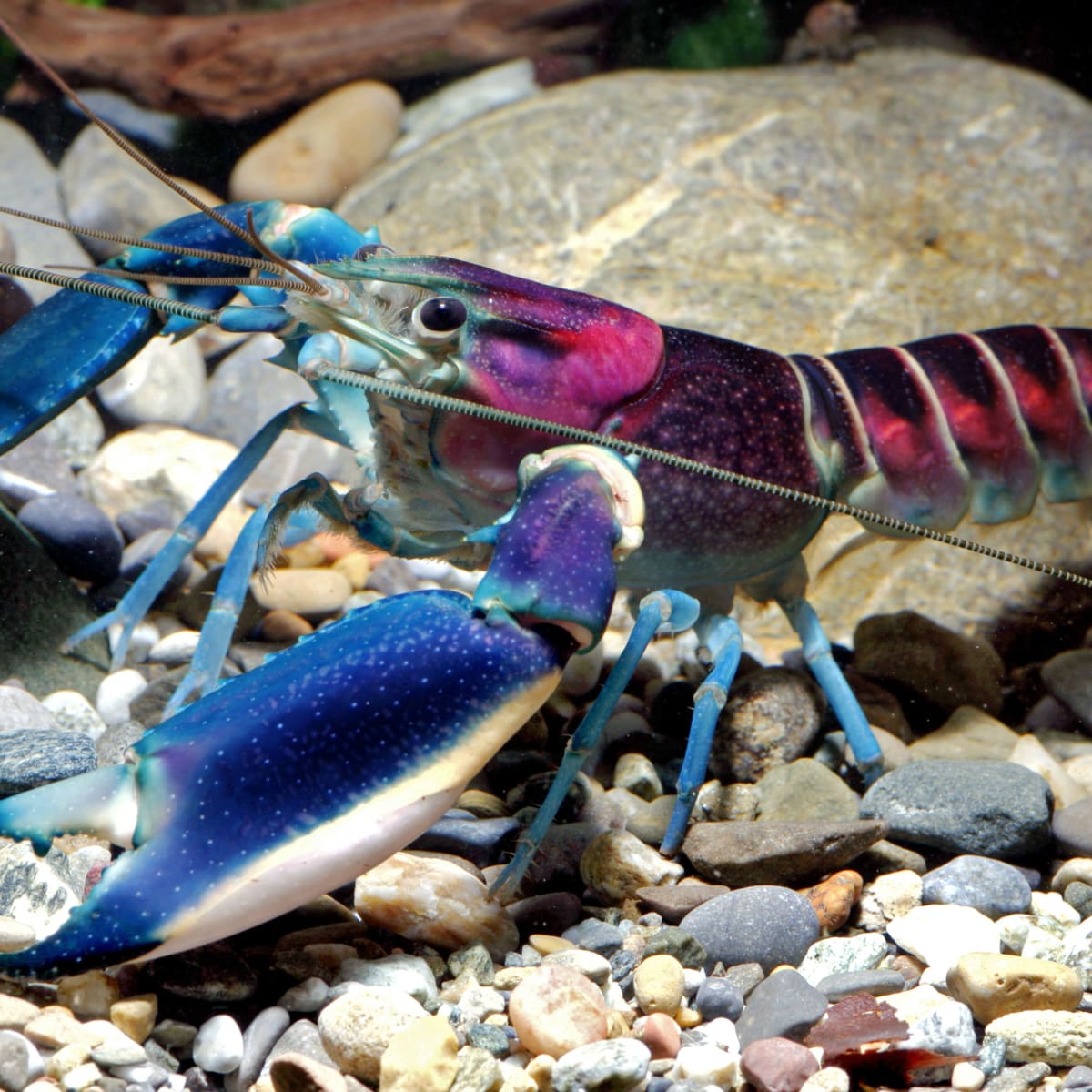 Colorful crayfish identified as new species that needs saving