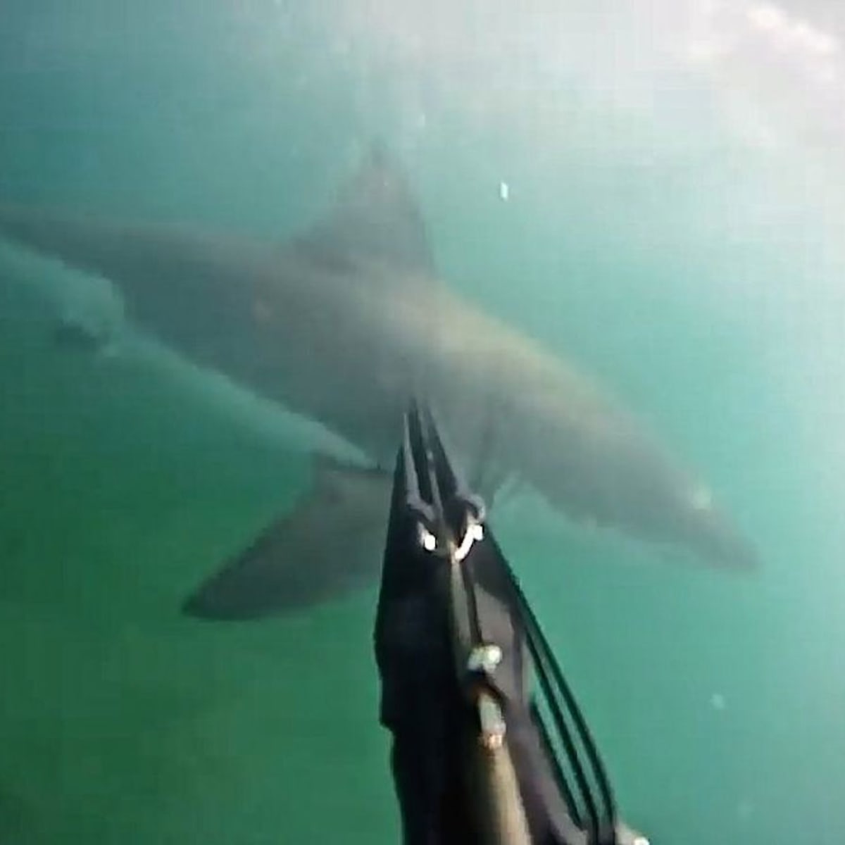 New fishing rules aims at curbing great white shark hunting