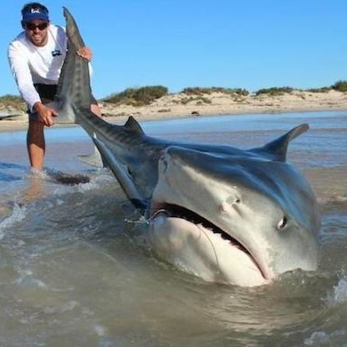 Giant tiger sharks caught by surf fishermen so calm 'they'll sit