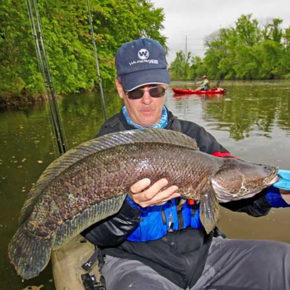 Invasive snakehead fish appear in upper Potomac River