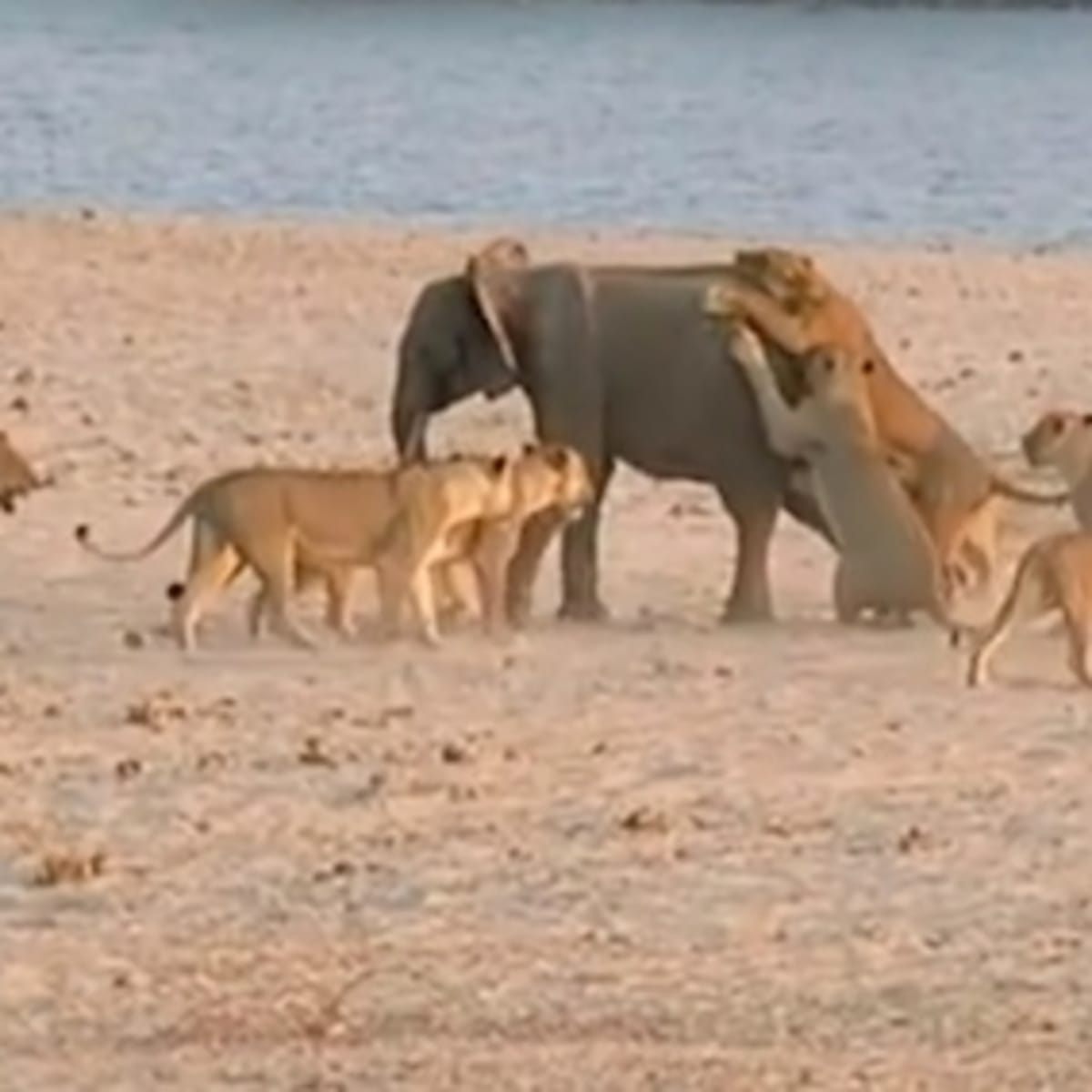Baby elephant survives 14 attacking lions - Men's Journal