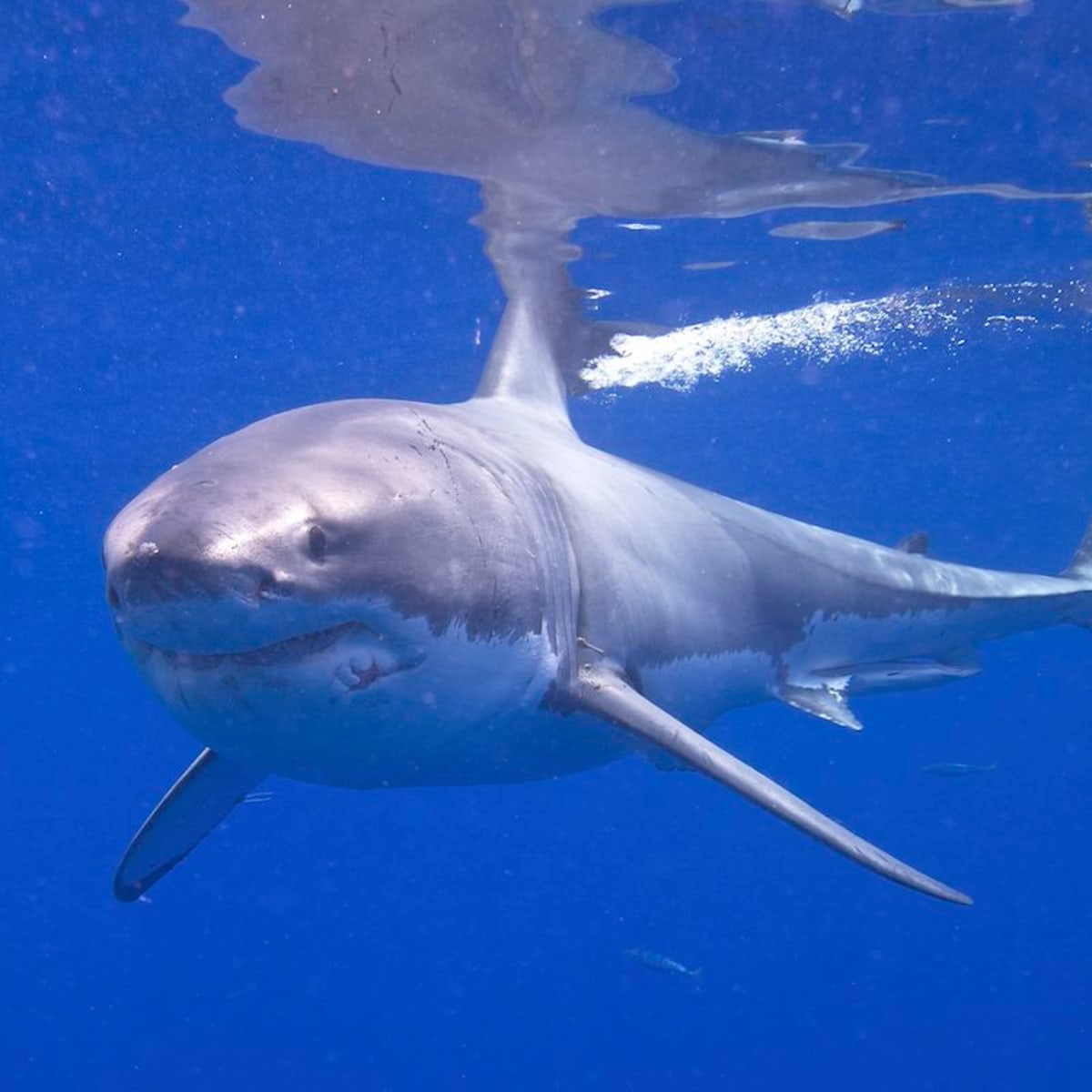 Surfer attacked by Great White shark at Margaret River reveals