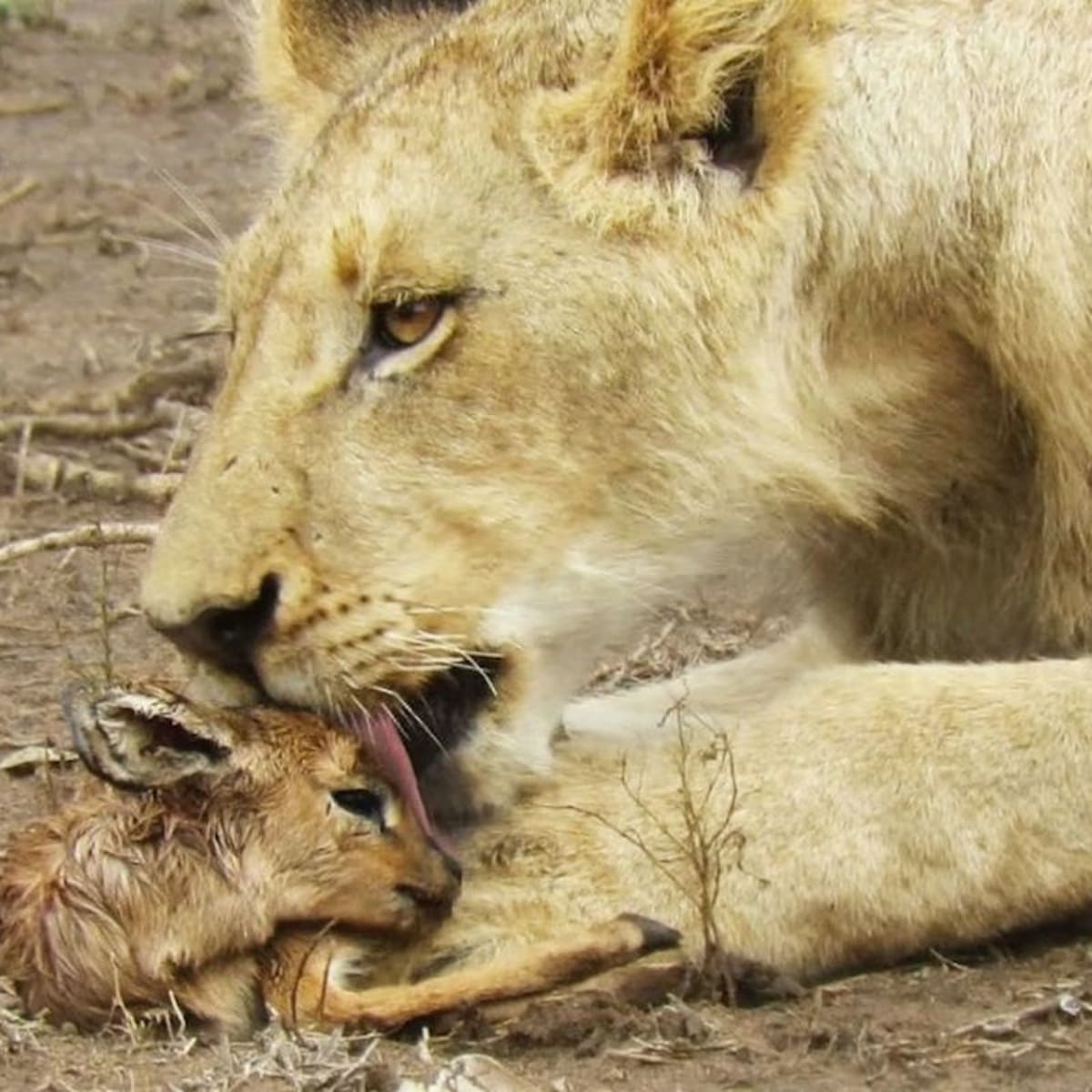 El trato de un león a un antílope casi hace llorar a los turistas - Men's Journal