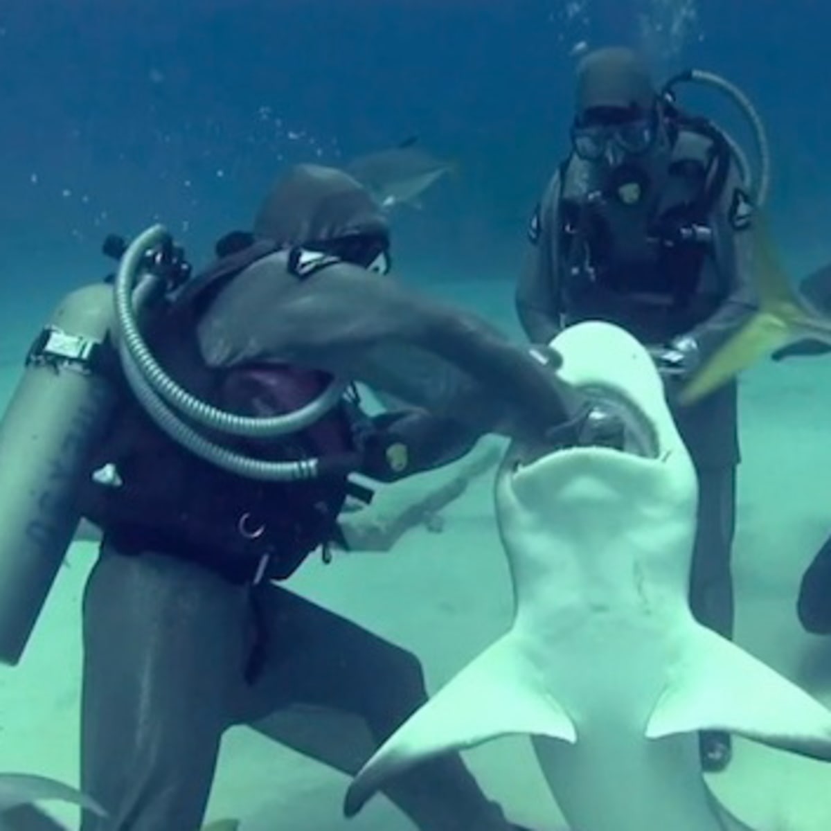 Diver reaches into mouths of sharks to remove fishing hooks - Men's Journal