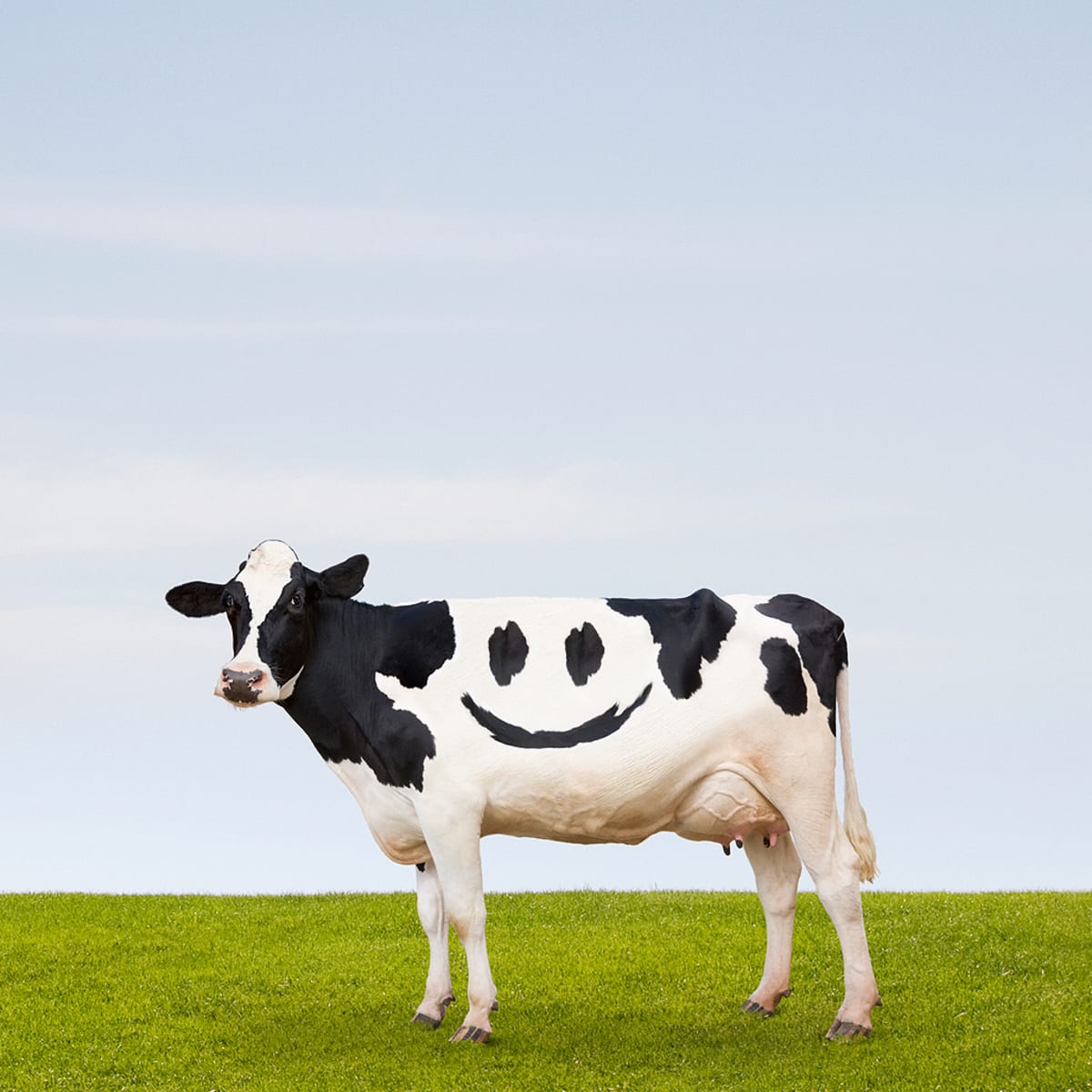 Happy Animals Make for Tastier Meat—or at Least We Like to Think They Do - Men's Journal Happy Animals Make for Tastier Meat—or at Least We Like to Think They Do - Men's Journal