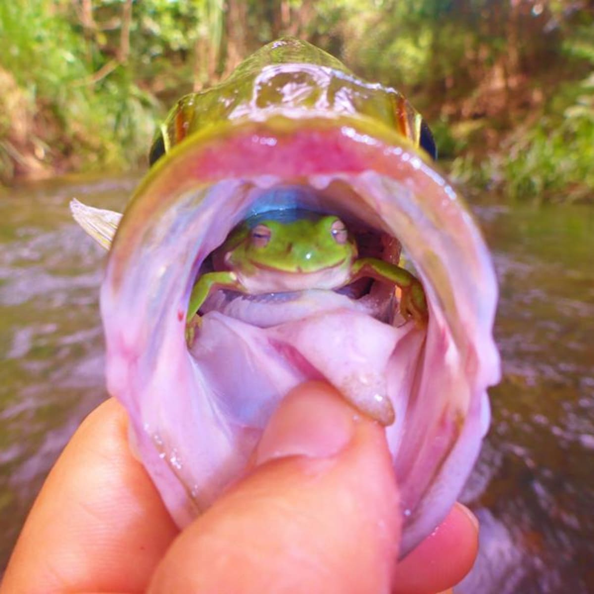 Fisherman discovers live frog in throat of fish - Men's Journal
