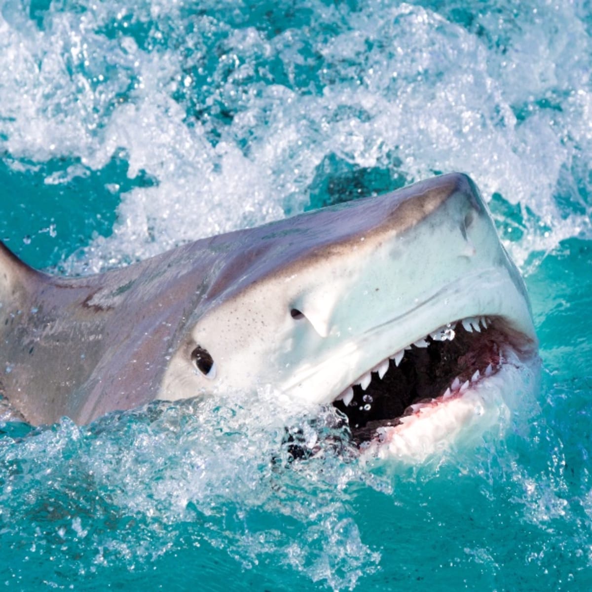 Tiger Shark Attacks Kayak Fisherman on Video Off Hawaii Coast