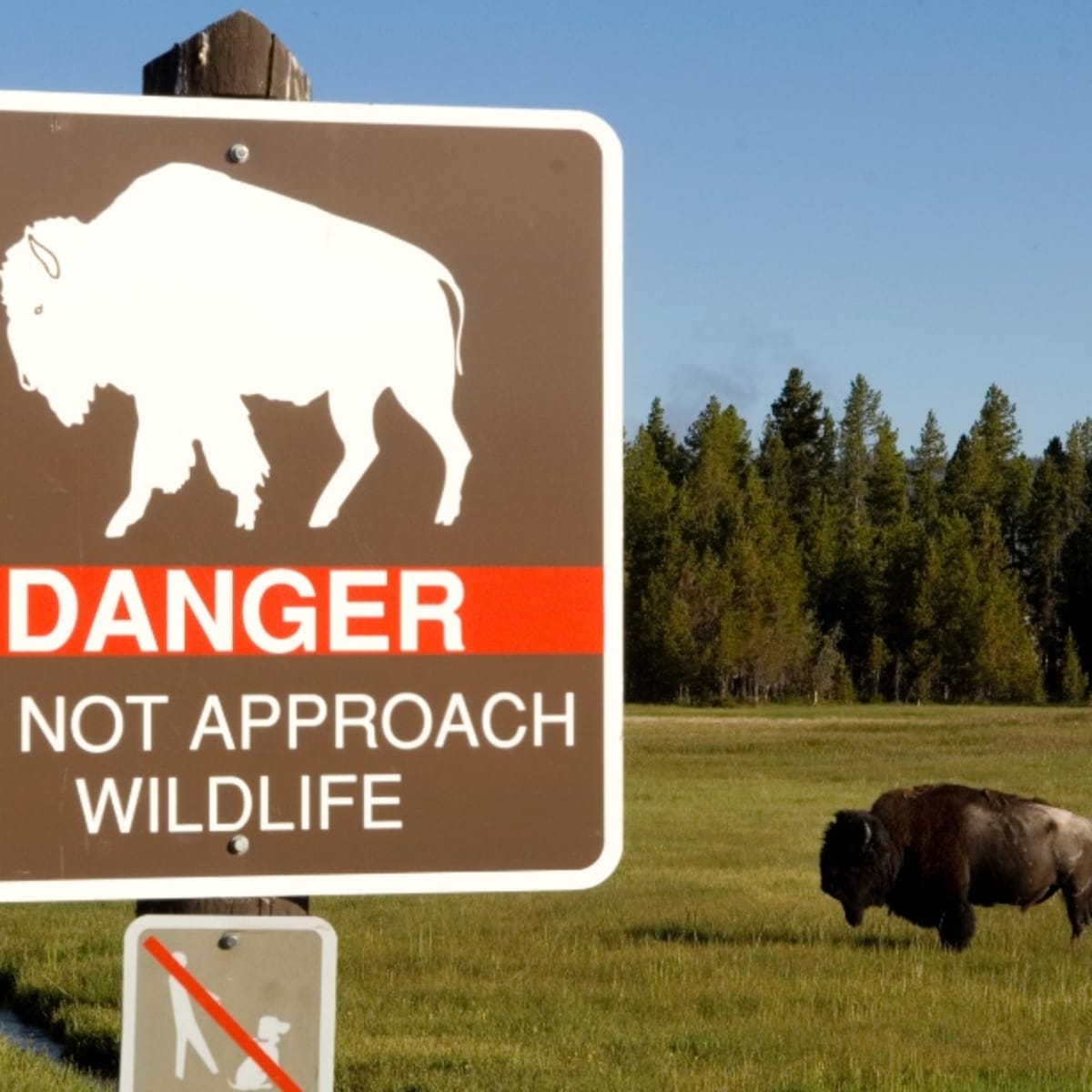 Yellowstone Sees Spike in Dangerous Animal-Tourist Interactions