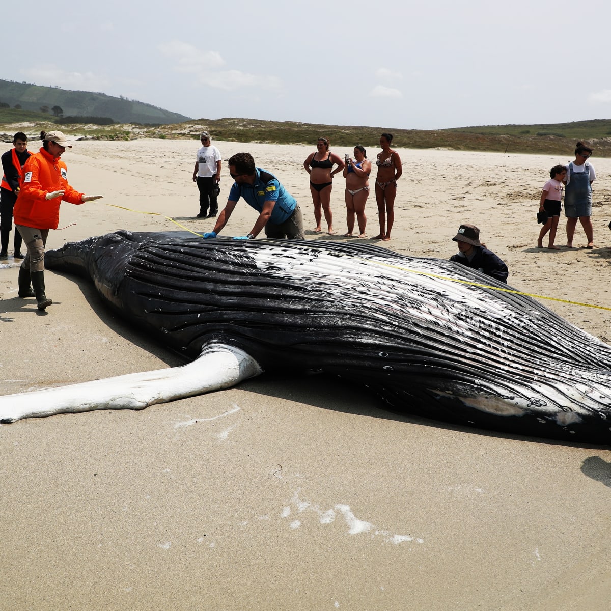 Mass pilot whale stranding on Isle of Lewis is 'biggest one ever in  Scotland' with 55 dead