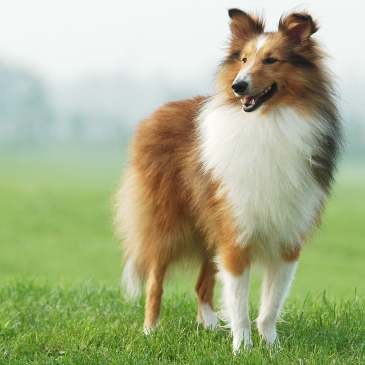 Japanese Man Steps Out in $14K Custom-Made Collie Costume