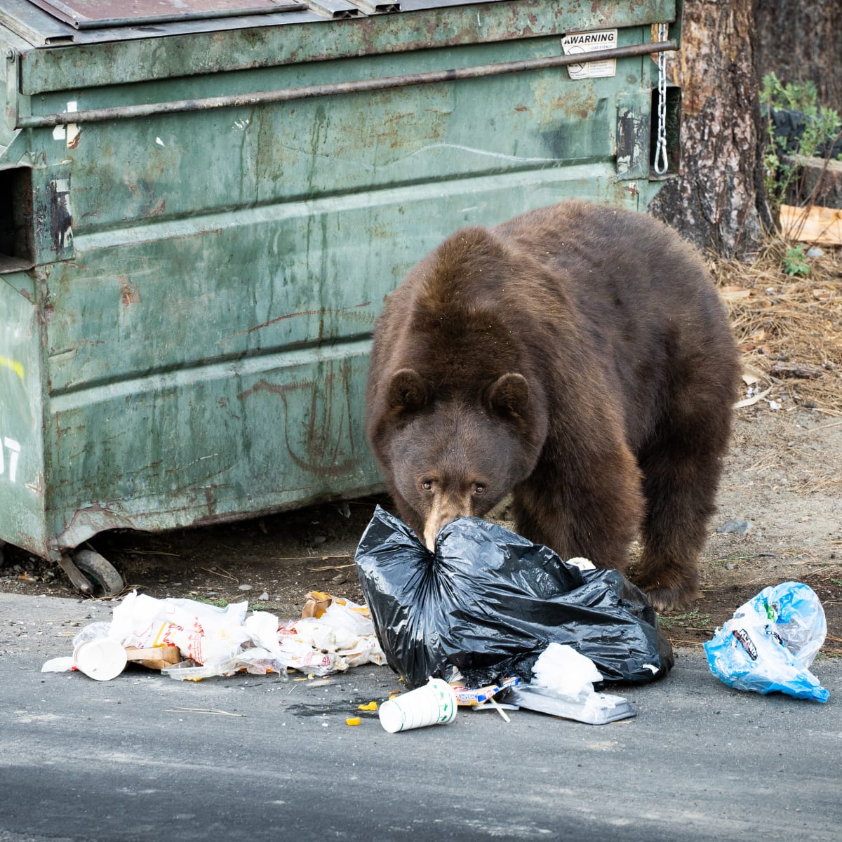 They Belong Here: Help Keep Tahoe Bears Wild - Visit Lake Tahoe