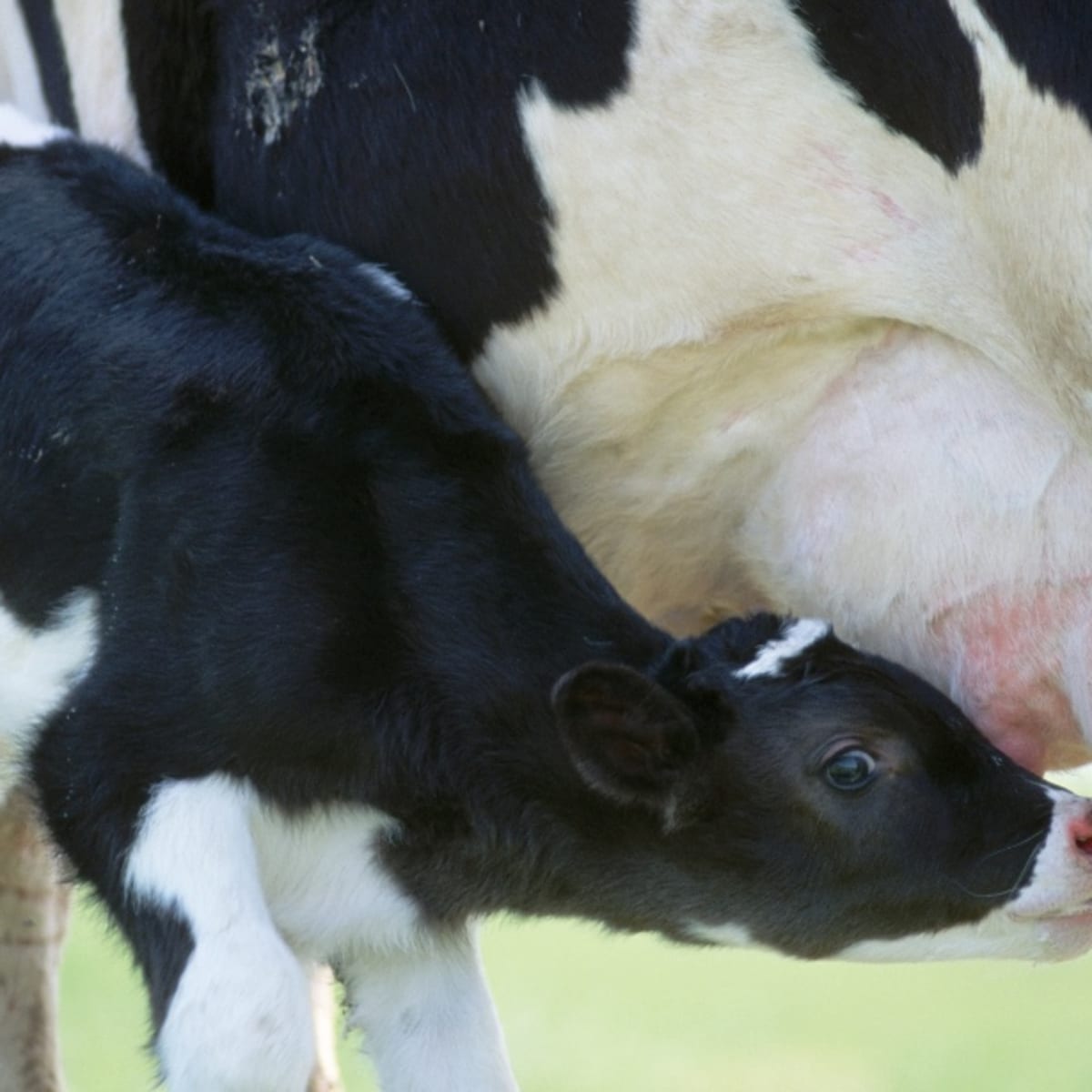Cattle Amorphous Globosus Fetal Abnormality TikTok Explained - Men's Journal