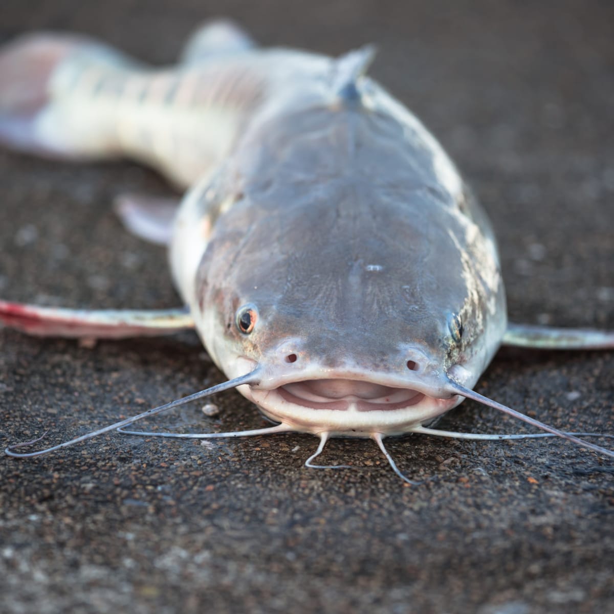 Zombie Catfish' Are Being Found in U.S. Waterways, Pointing to a