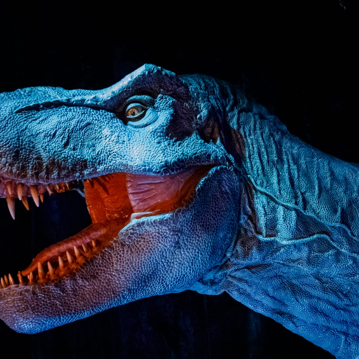 Jurassic World' Director: Original T. Rex Returns in New Film – The  Hollywood Reporter