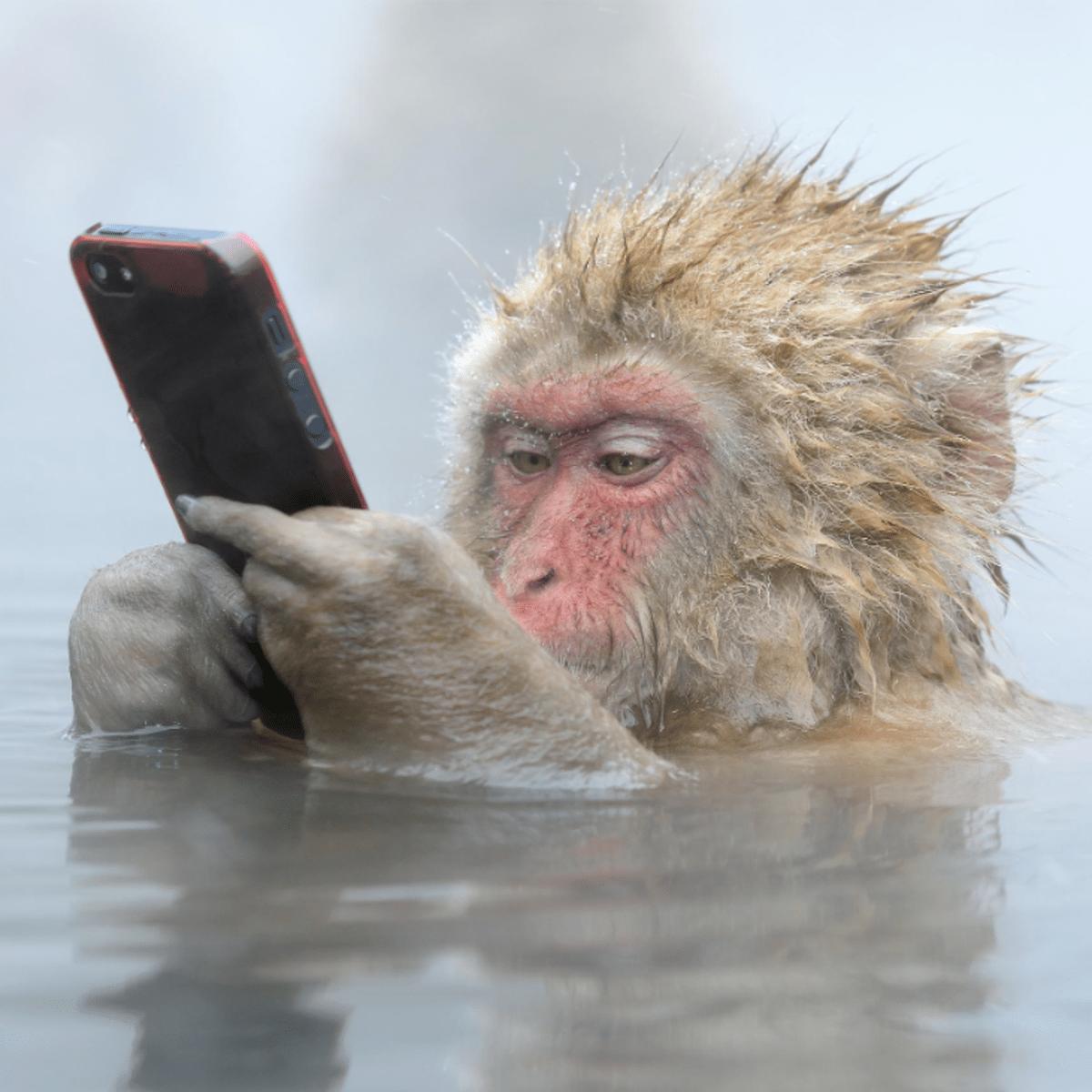 Monkey Memes: Monkey Memes, Jokes, and Pictures by Alexander