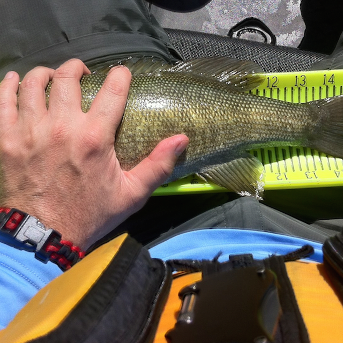 Is Catch and Release Bad for Fish? - Research suggests popularity of catch  and release may be harming bass populations - Men's Journal