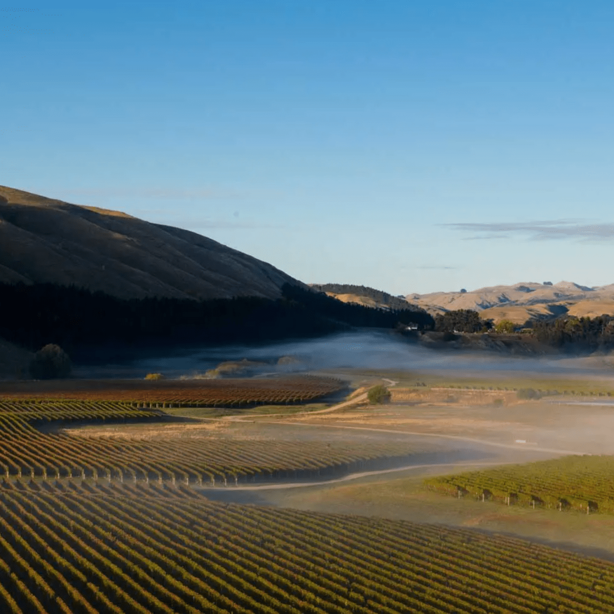 The NEW Zealand Drinking Beyond Sauvignon Blanc pic