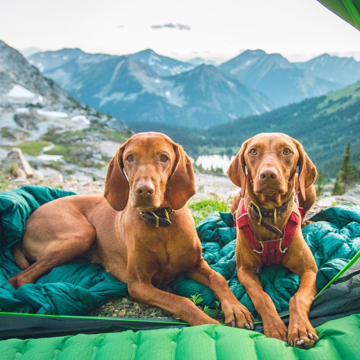 Best outdoor store dog gear