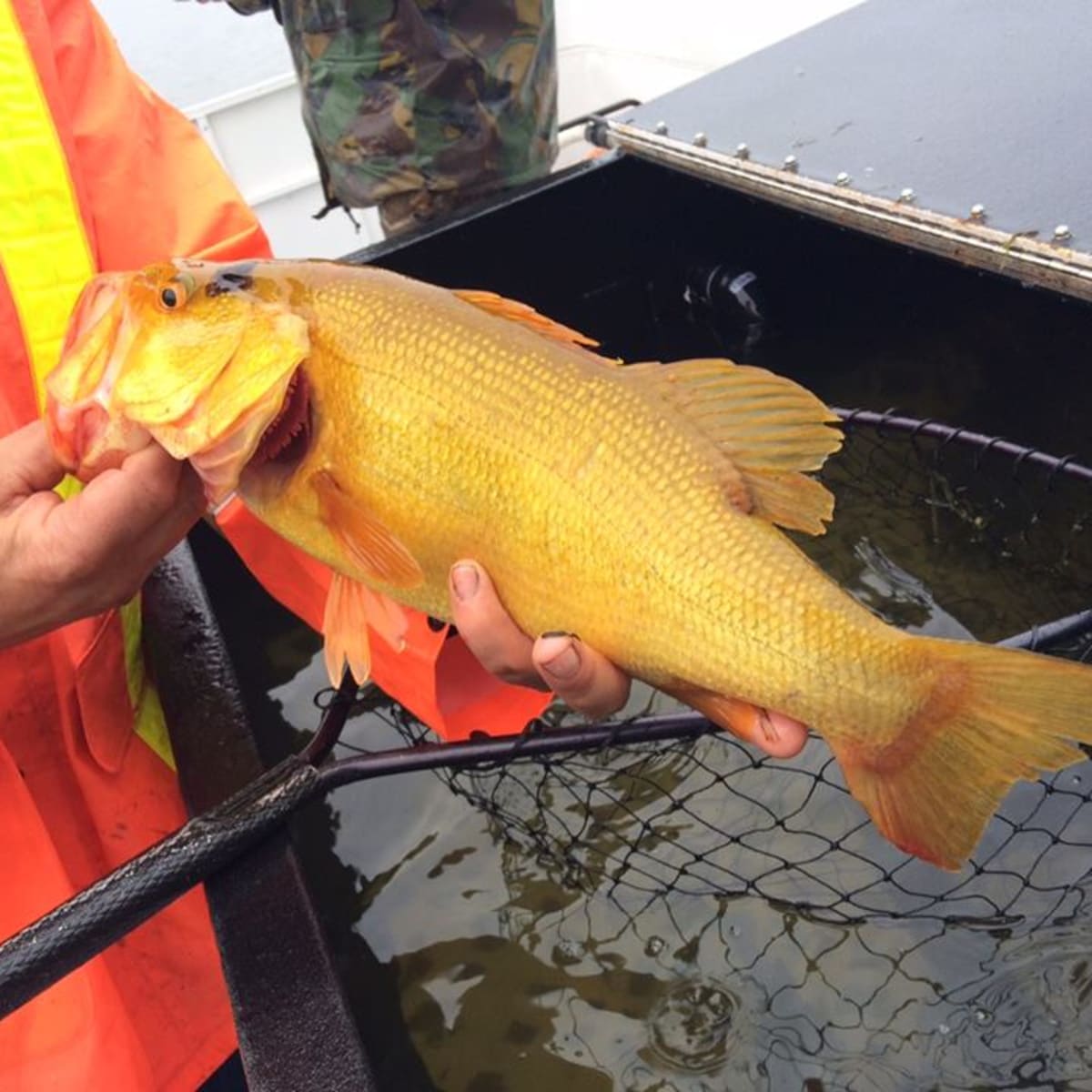Golden bass cheap