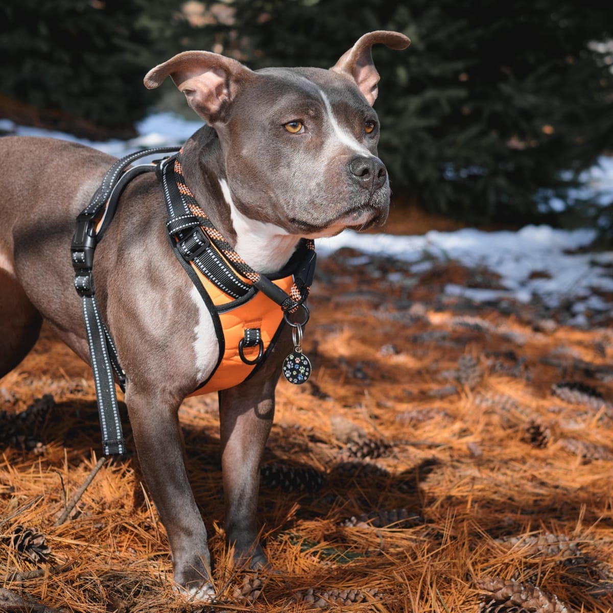 Best harnesses for pitbulls top
