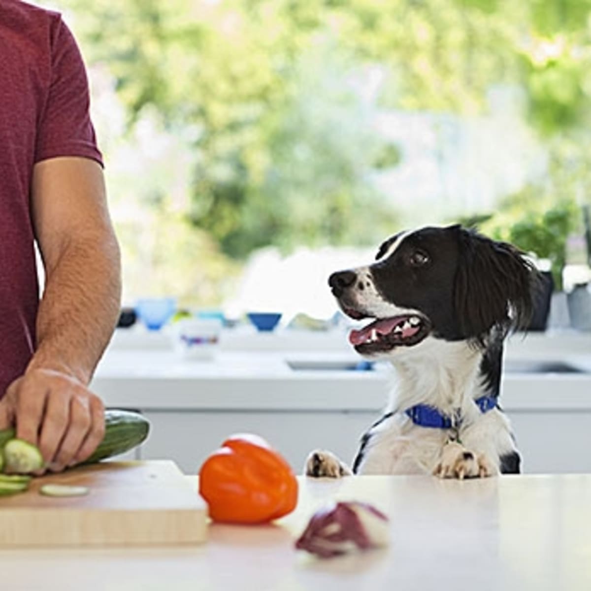 Is It Healthier to Make Your Own Dog Food Men s Journal